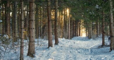 las w zimie