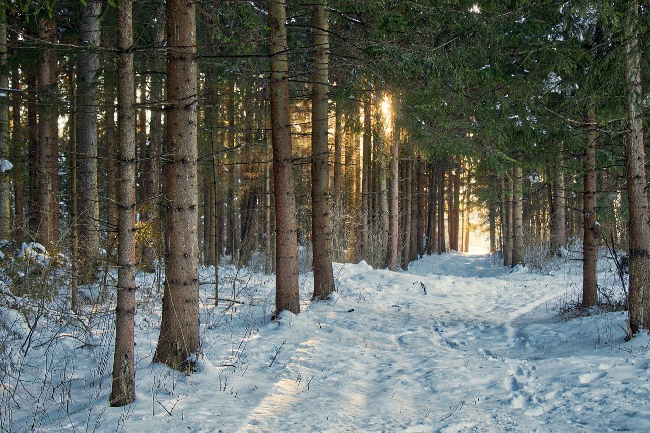 las w zimie