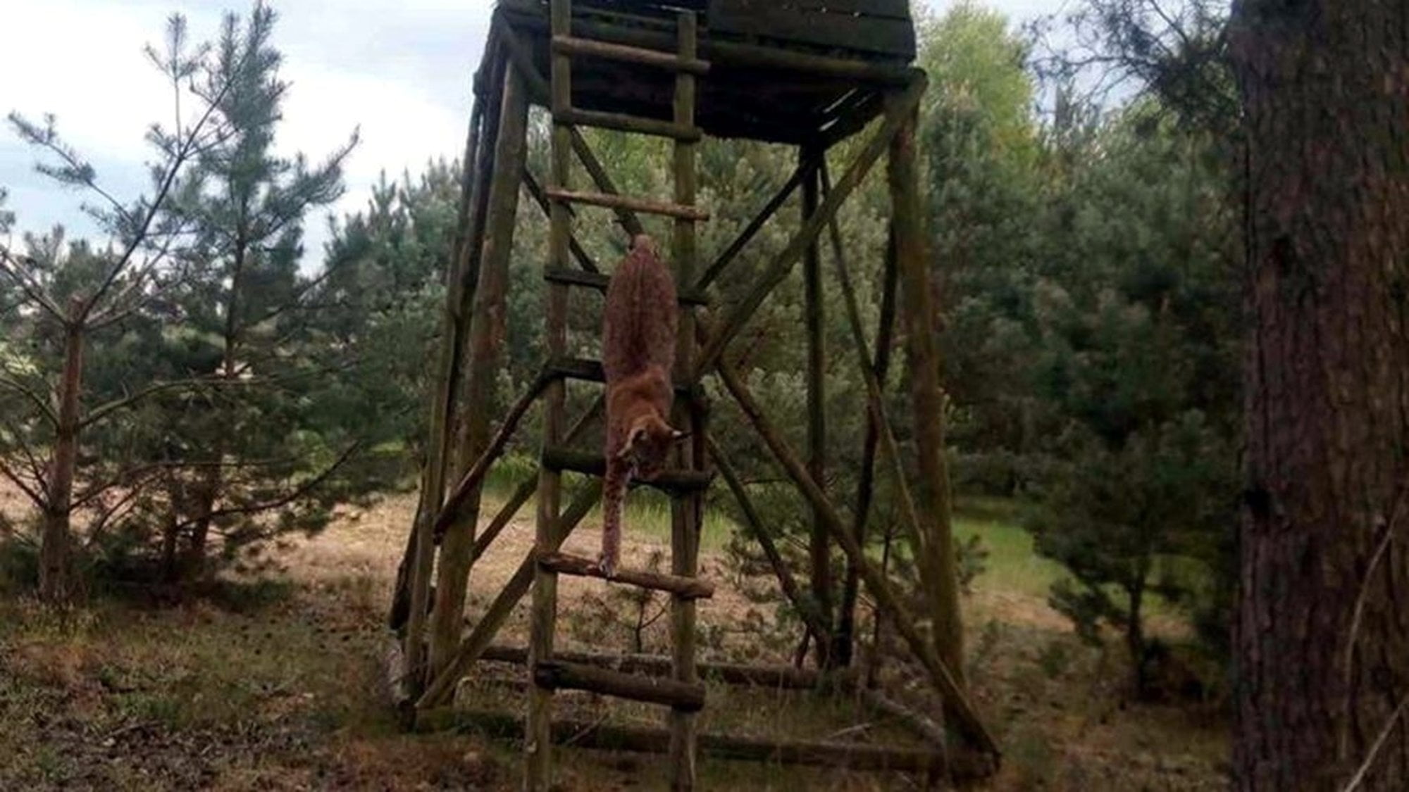 Ryś fot. UMiG Trzcianka