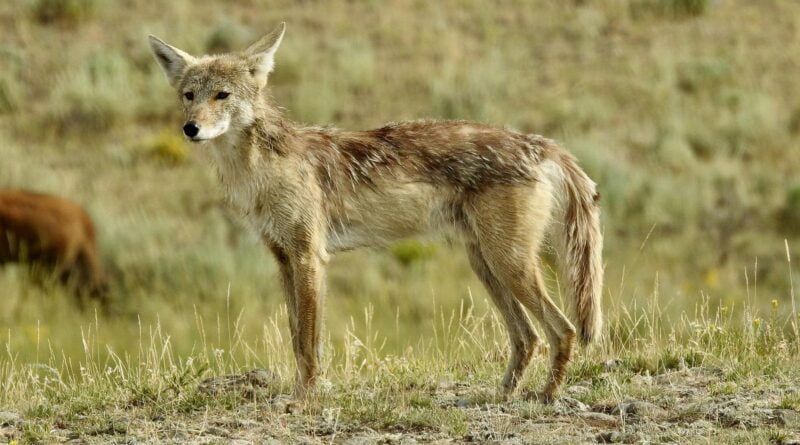 kojot fot. mathey, pixabay