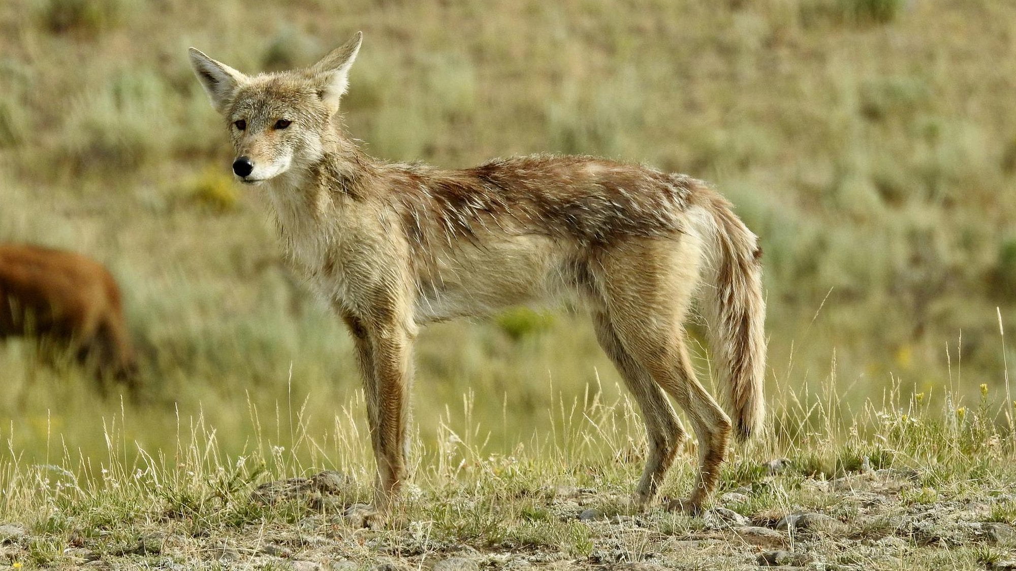kojot fot. mathey, pixabay