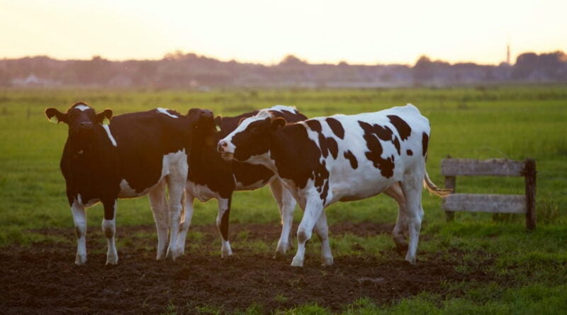 Jak wzmocnić krowy po wycieleniu?